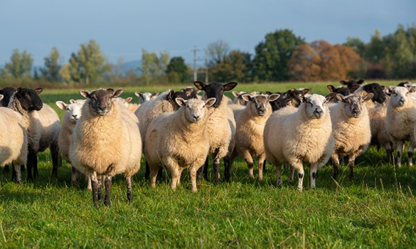 A flock of sheep in a field.